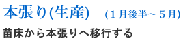 本張り（生産）